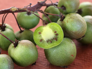 Kiwai, Kiwi da Sib�ria - Actinidia arguta 'Issai'