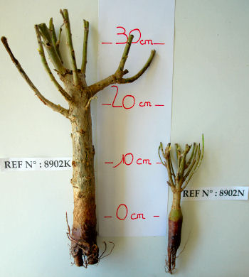 Baobab, adansonia digitata: produits en vente
