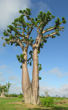 Baobab - adansonia digitata