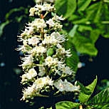 Fleurs du marronnier