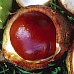 Fruit du marronnier