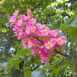 Falso casta�o de flor roja - Aesculus x carnea