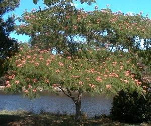 Arbre � soie - Albizia julibrissin