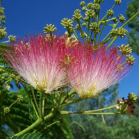 Arbre � soie - Albizia julibrissin