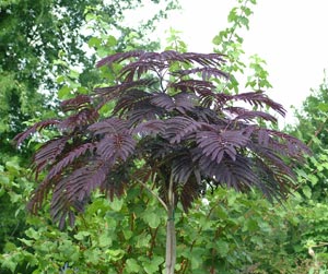 Silk tree - Albizia julibrissin