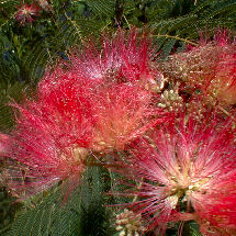 Albizia rouge d'été: Détail de la fleur