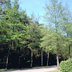 Aulne de Corse, alnus cordata