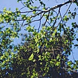 Aulne de Corse, alnus cordata
