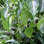 Aulne de Corse, alnus cordata