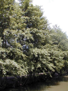Aulne glutineux, vergne, alnus glutinosa: Bord d'eau