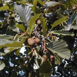 Aulne glutineux, vergne, alnus glutinosa: Feuilles
