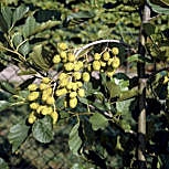 Aulne glutineux, vergne, alnus glutinosa: Fruits