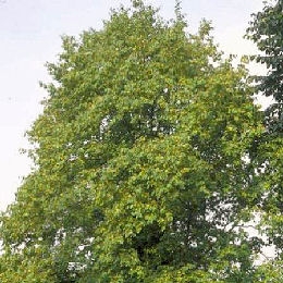 Amieiro branco - Alnus incana