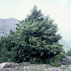 Aulne rouge, alnus rubra