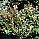 Aulne rouge, alnus rubra: Feuilles