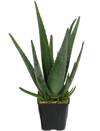 Aloe vera ou Alo�s