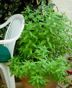 Lemon Verbena - Aloysia citrodora or Verbena triphylla