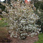 Amelanchier canadensis en fleurs