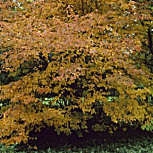 Amelanchier canadensis � l'automne