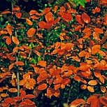 Amelanchier canadensis: D�tails du feuillage automnal