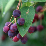Amelanchier canadensis: d�tail des fruits
