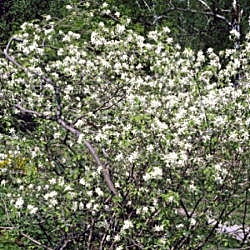 Amelanchier ovalis - Amelanchier ovalis - amelanchier vulgaris