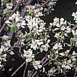 Amelanchier ovalis - Amelanchier ovalis - amelanchier vulgaris