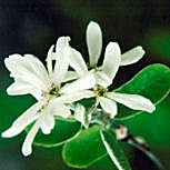 Amelanchier ovalis - Amelanchier ovalis - amelanchier vulgaris