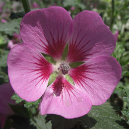 Malva imperial - Anisodonthea capensis