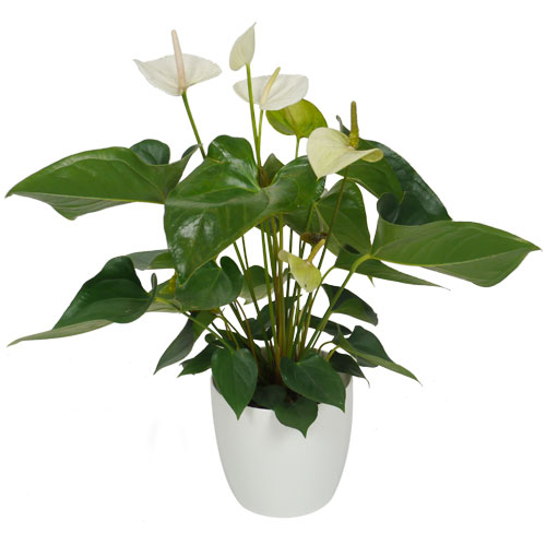ANTHURIUM  fleurs blanches - c17 + Cache pot Blanc