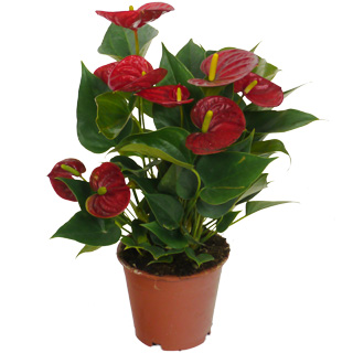 Images de plantes fleurie. Anthurium-fleurs-rouges-c12
