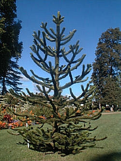 D�sespoir des singes, Araucaria araucana
