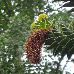 D�sespoir des singes, Araucaria araucana:C�ne