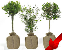 Decorative Plants Decorative Plants