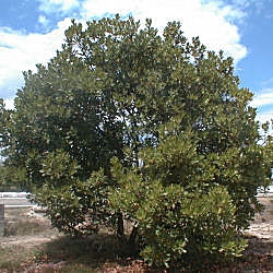 Medronheiro - Arbutus unedo