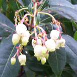 Medronheiro - Arbutus unedo
