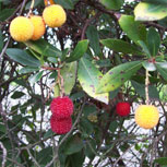 Medronheiro - Arbutus unedo