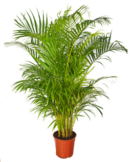 Palmeira Areca - Chrysalidocarpus lutescens - planta de interior