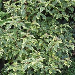Maqui 'Variegata' Maqui 'Variegata'