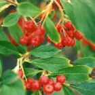 Red Aronias Brillant