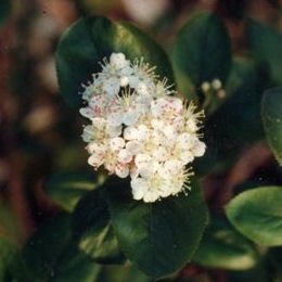 Aronie rouge Brilliant ou aronie � feuilles d'arbousier - Aronia arbutifolia Brilliant