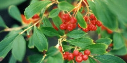 Aronie rouge Brilliant ou aronie � feuilles d'arbousier - Aronia arbutifolia Brilliant
