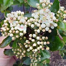 Aronia melanocarpa 'Viking'