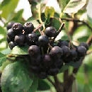 Aronia melanocarpa 'Viking'