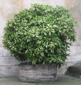 Aucuba del Jap�n o laurel manchado 'Crotonifolia' - Aucuba japonica 'Crotonifolia'