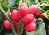Aucuba del Jap�n o laurel manchado 'Crotonifolia' - Aucuba japonica 'Crotonifolia' - Fruto