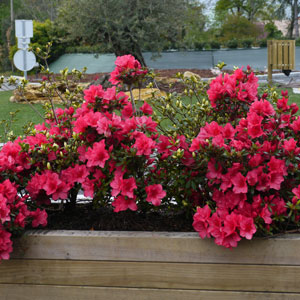 Azalea japonesa Arabesk