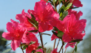 Azalée japonaise Arabesk, Azalea japonica Arabesk