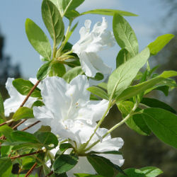 Az�lea japonesa 'Schneewitchen' - Azalea japonica 'Schneewitchen'