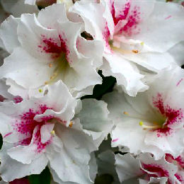 Azalea japonesa 'White Prince' - Azalea japonica 'White Prince'